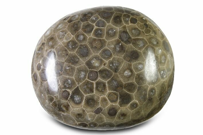 Large, Polished Petoskey Stone (Fossil Coral) - Michigan #322895